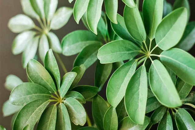 Lá ngũ gia bì có tác dụng gì với sức khỏe?